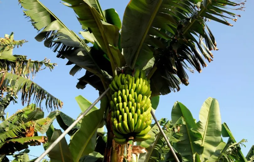 Besuche eine Bananenplantage auf Teneriffa