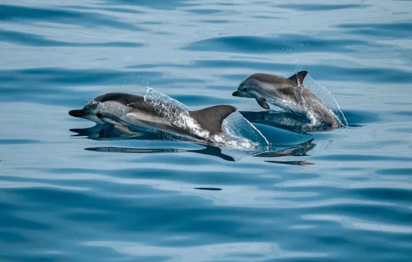 Delfine beobachten auf einer Bootstour auf Gran Canaria
