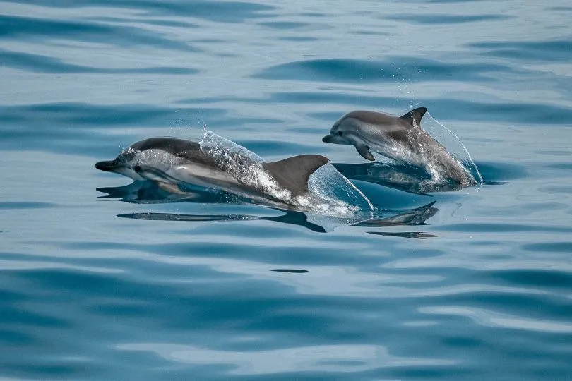 Bei der Reise nach Gran Canaria mit Kindern Delfine spotten