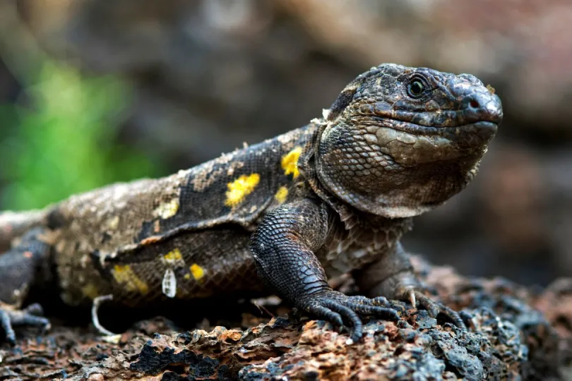 Süße Rieseneidechsen auf El Hierro