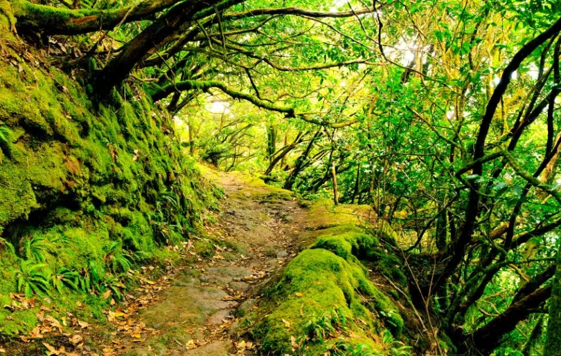 Geheimnisvoller Wald auf Teneriffa