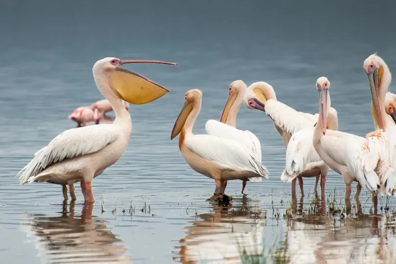 Pelikane im flachen Wasser beim Montenegro Urlaub