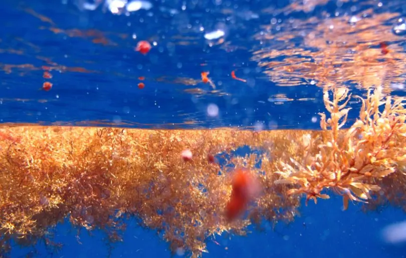 Sargassum, auch Braunalgen genannt, im Meer