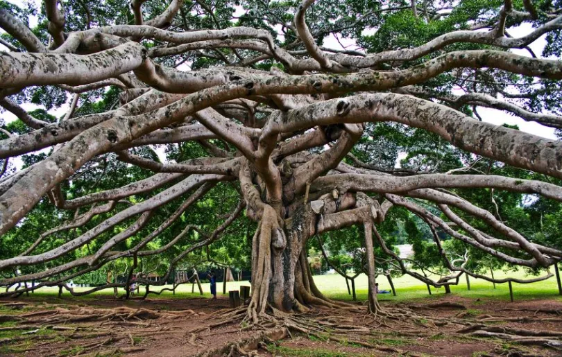 Botanischer Garten in Kandy, Sri Lanka