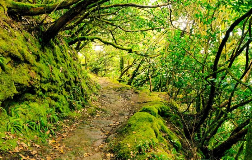 Mystischer Nebelwald: Highlight deiner Kanaren Rundreise