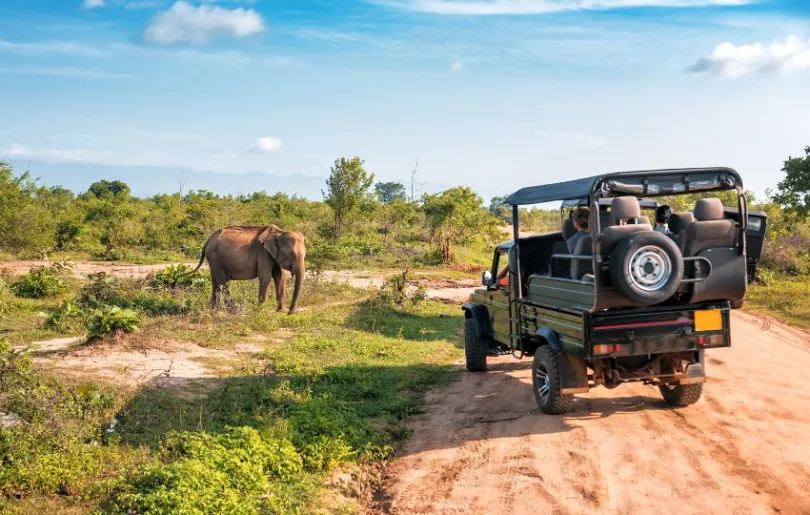 Safari in Sri Lanka