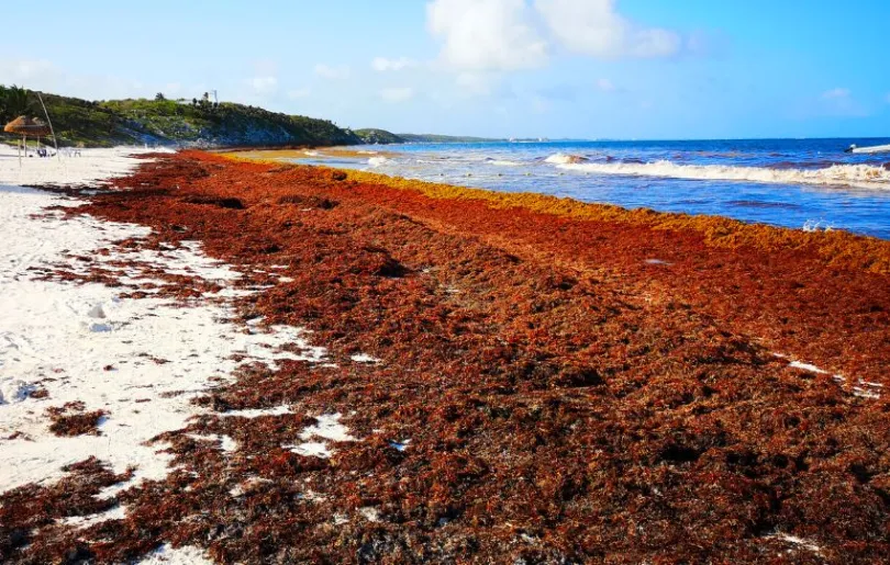 Seegras in Mexiko: So kann die Algenplage aussehen