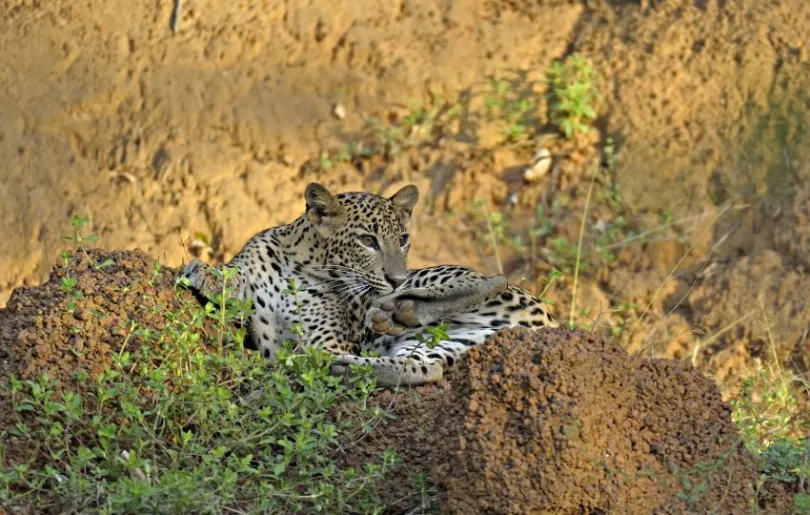 Leopard im Yala Nationalpark in Sri Lanka