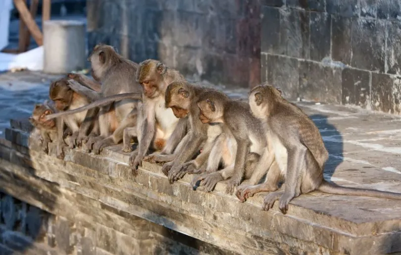 Affen im Tempel von Bali