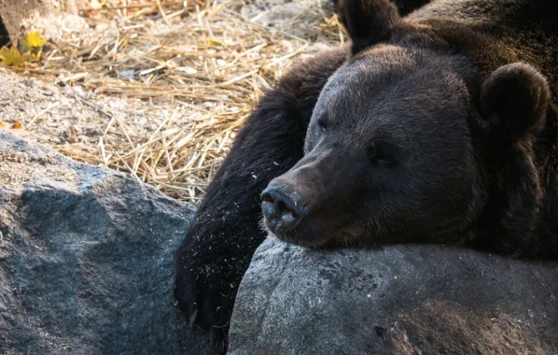 Aktivität in Schweden: Bären beobachten