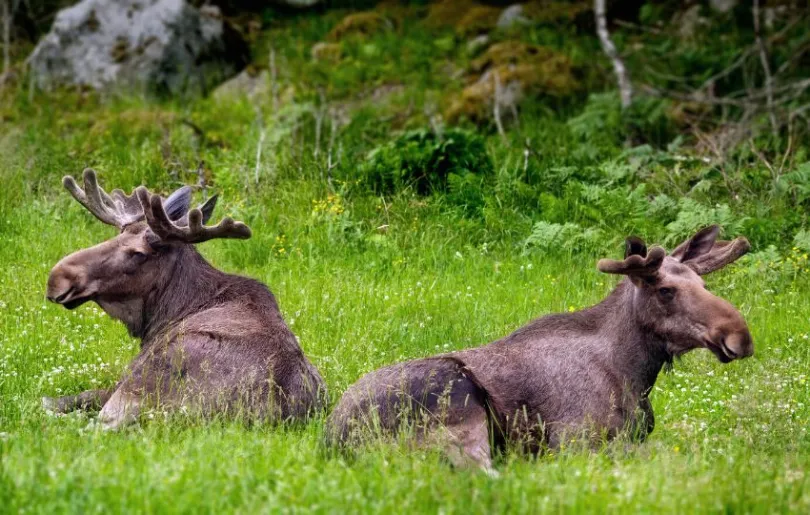 Tierischer Ausflug: Elche beobachten in Schweden