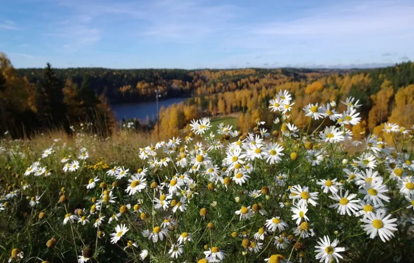 Nuuksio Nationalpark in Finnland im Herbst