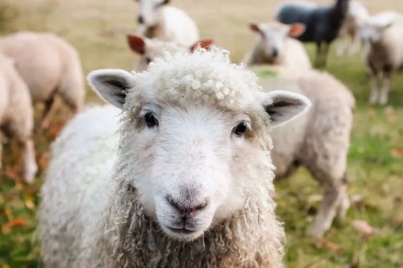 Ein Schaf in Rumänien