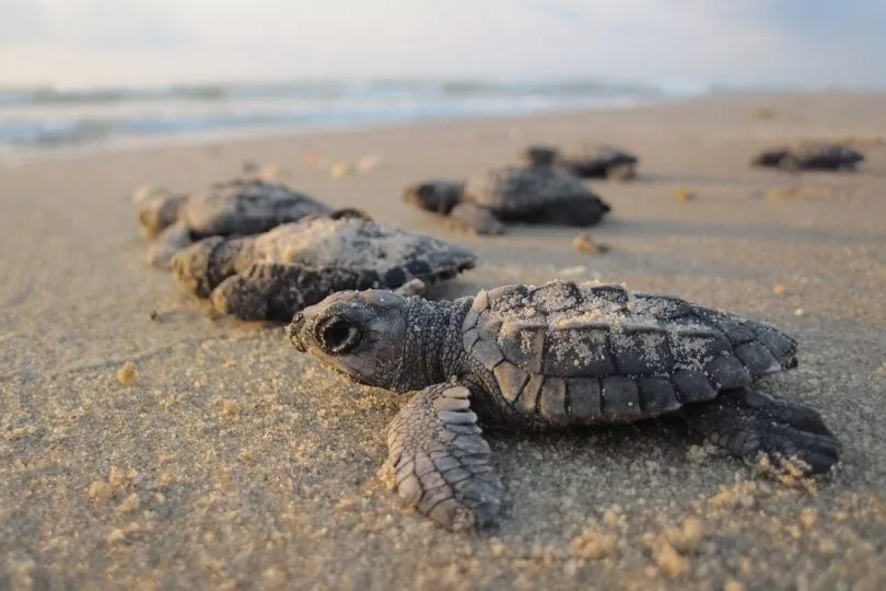 Babyschildkröten in Tortuguero, Costa Rica