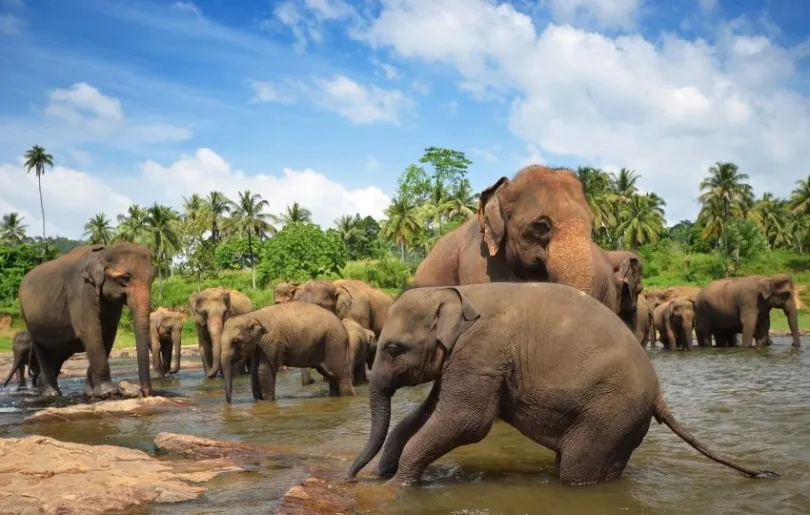 Süße Elefanten im Sonnenschein auf Sri Lanka