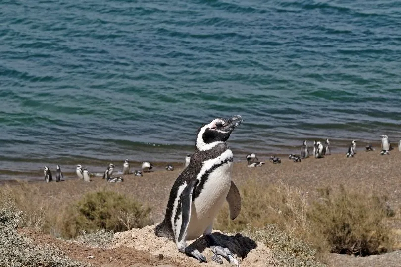 Pinguin auf der Halbinsel Valdés in Argentinien