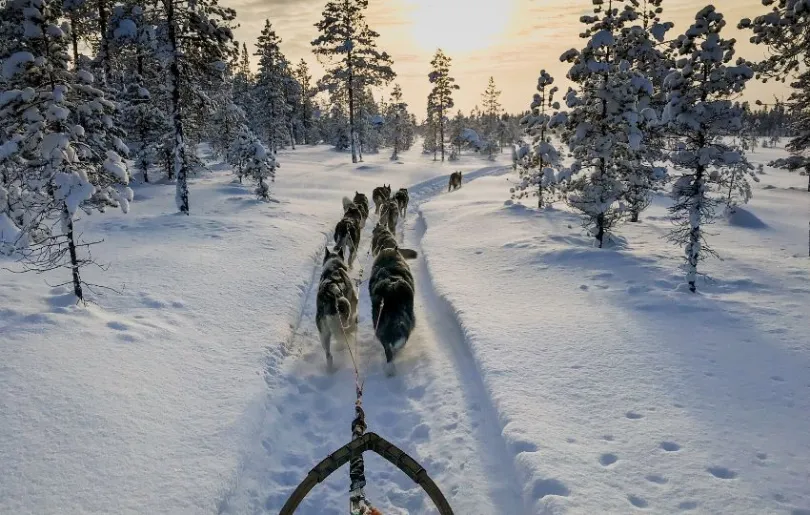 Schweden bietet viel Spaß für Familien – zum Beispiel eine Huskyschlittenfahrt