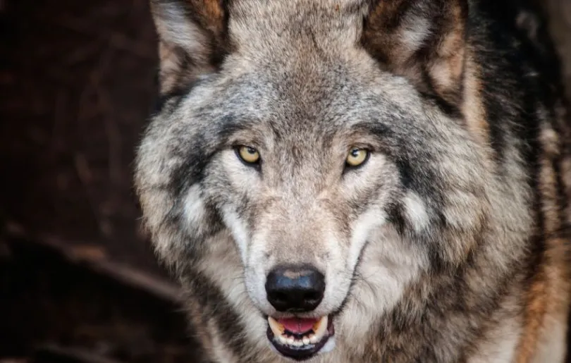 Abenteuerliche Aktivität: Auf den Spuren eines Wolfsrudels in Schweden