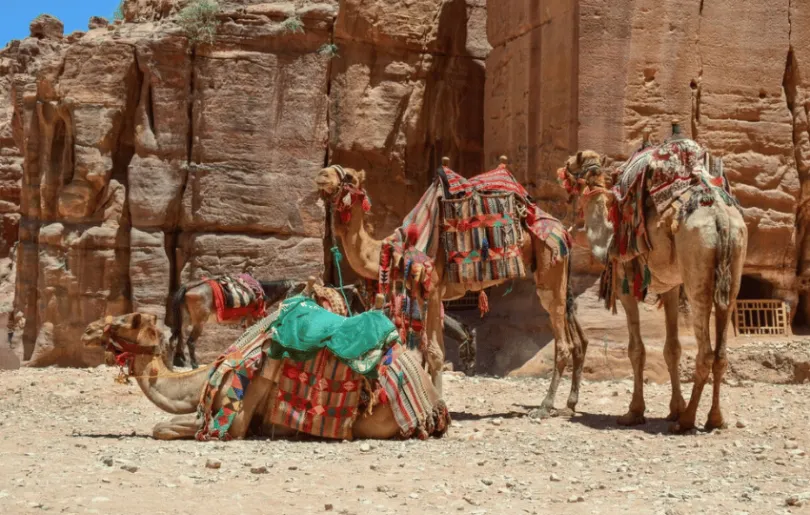 Entdecke auf deiner dreiwöchigen Jordanien Reise Kamele