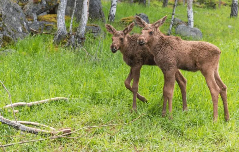 Schweden Familienreise Elche Elchkalb