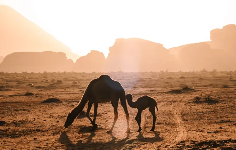 Jordanien Reise Wüste Kamele