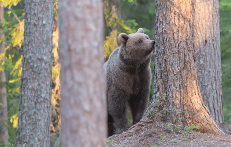 Schweden Rundreise Braunbär Wald