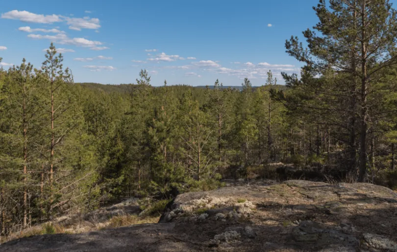 Rundreise Schweden Wald
