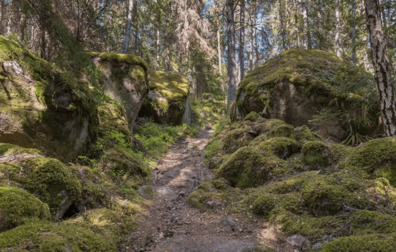 Rundreise Schweden Wald