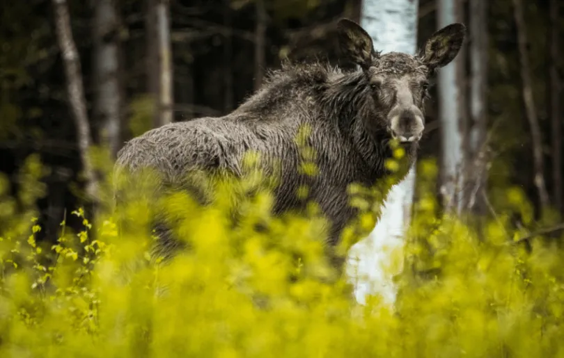 Schweden Rundreise Elch 2