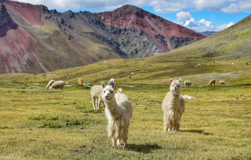 In Peru leben unzählige Alpakas