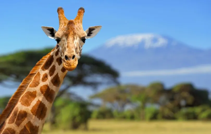 Giraffe vor dem Kilimandscharo in Tansania