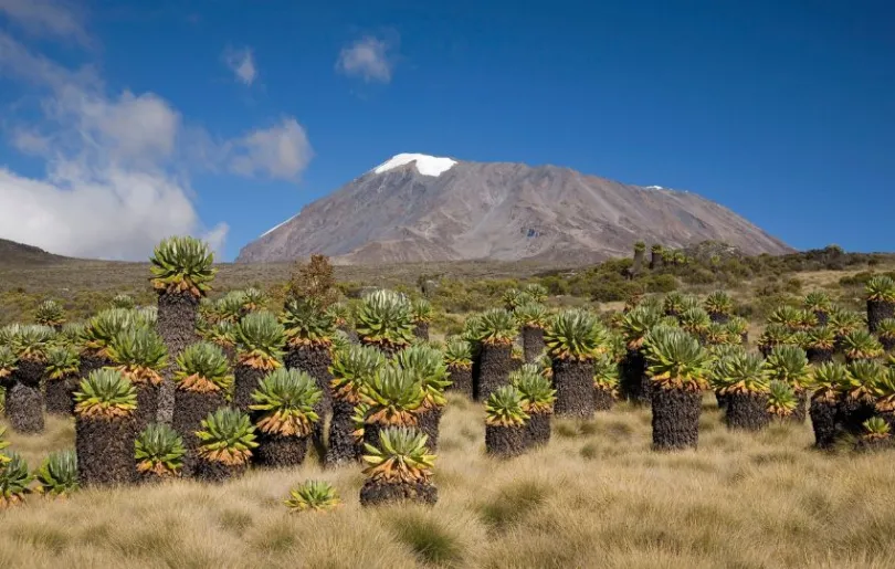 Die Landschaft um den Kilimandscharo in Tansania ist vielfältig