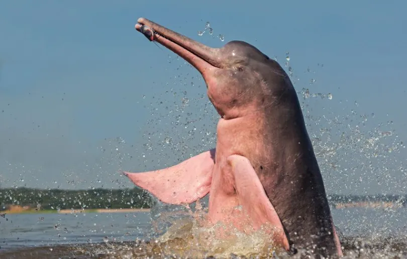 Fun Fact: In Peru leben pinke Delfine!