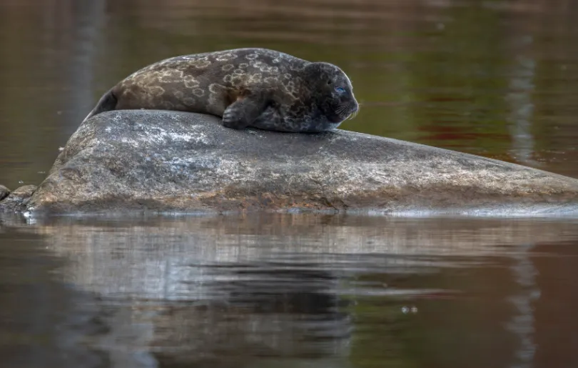 Fotografiere auf deiner Bootstour in Finnland die Saimaa-Robben