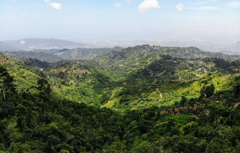 Entdecke die Blue Mountains auf deiner Jamaika Rundreise