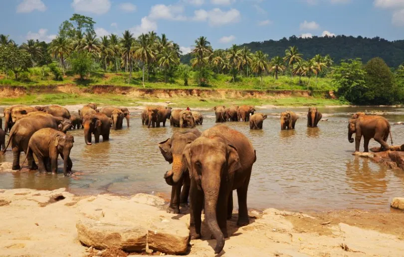Entdecke einheimische Elefanten auf deiner Sri Lanka Rundreise