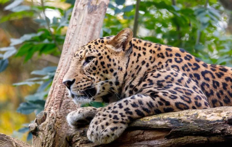 Entdecke Leoparden auf deiner Sri Lanka Rundreise