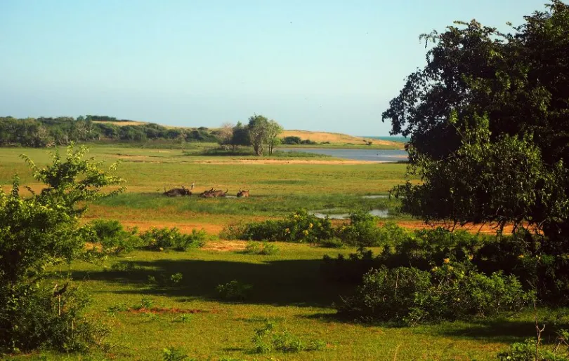 Entdecke den Yala Nationalpark auf deiner Sri Lanka Rundreise