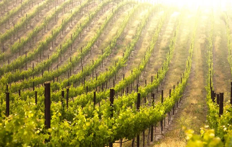 Mit dem Winzer den Weinberg entdecken