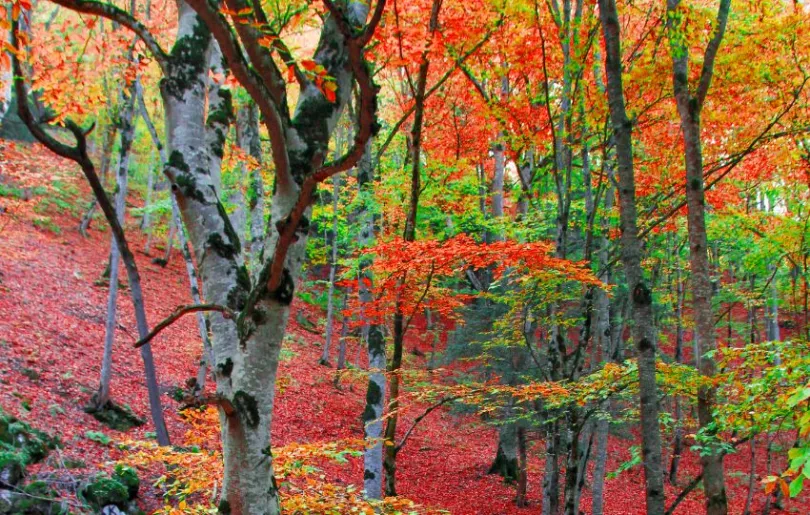 Der Dilidschan Nationalpark im Herbst