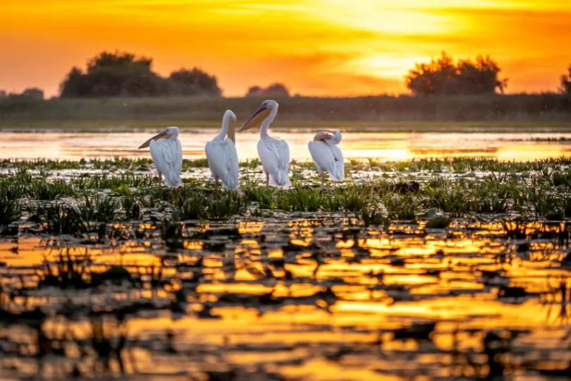 Bei einer Bootsfahrt im Donau Delta die Natur entdecken