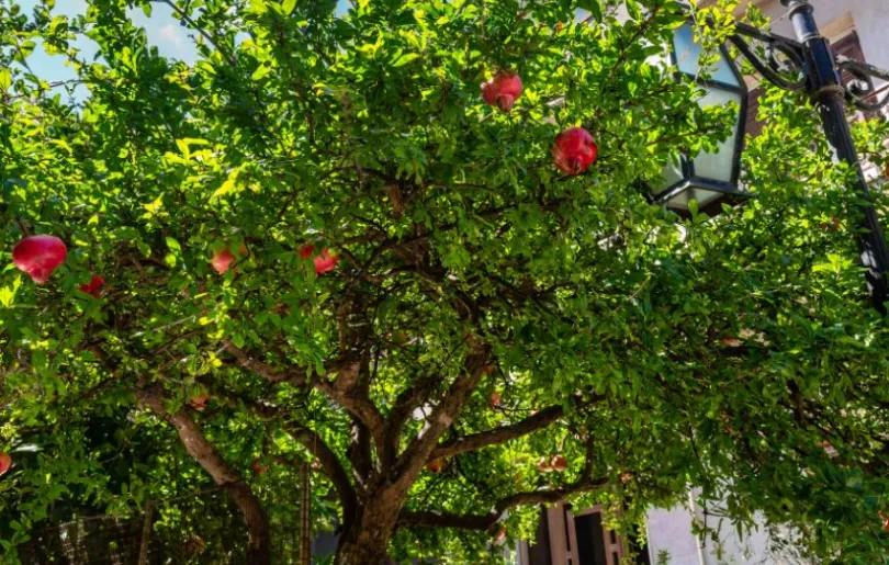 Entdecke den Granatapfelbaum auf deiner Kreta Selbstfahrerreise