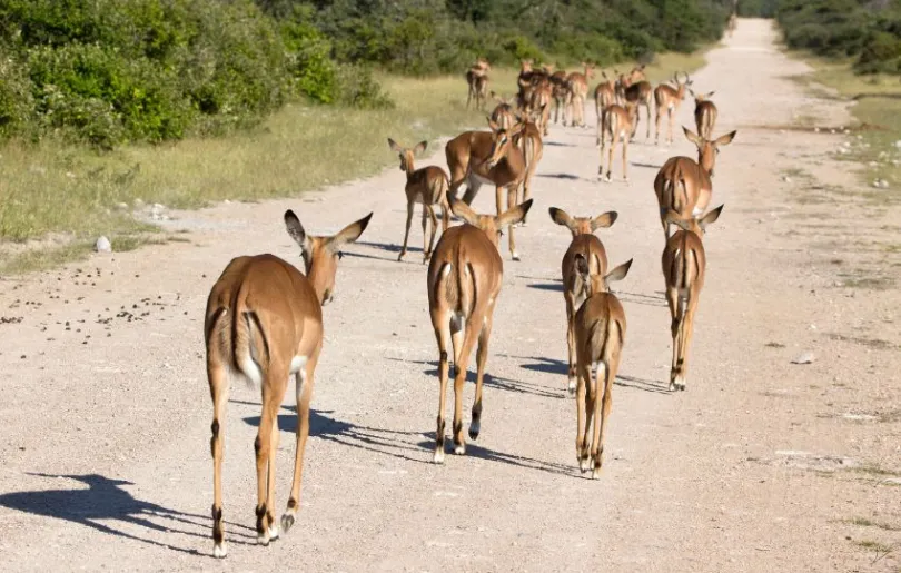Entdecke die Oryx Antilopen auf deiner Namibia für Selbstfahrer Reise
