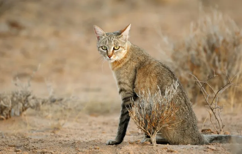 Entdecke die Kalahari Wüste auf deiner Namibia für Selbstfahrer Reise