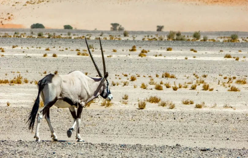 Entdecke Naukluft auf deiner Namibia für Selbstfahrer Reise