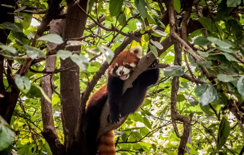 Entdecke die roten Pandas auf deiner aktiven Nepal Reise