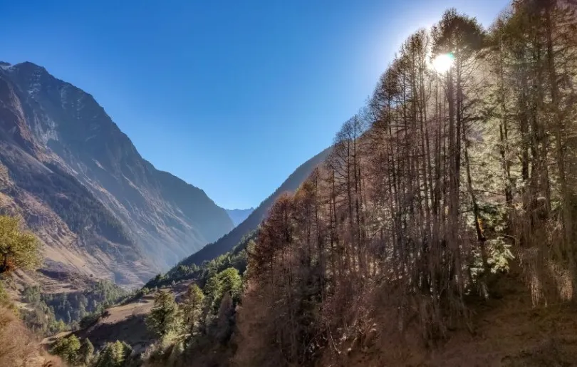 Entdecke die vielen Pinien auf deiner aktiven Nepal Reise