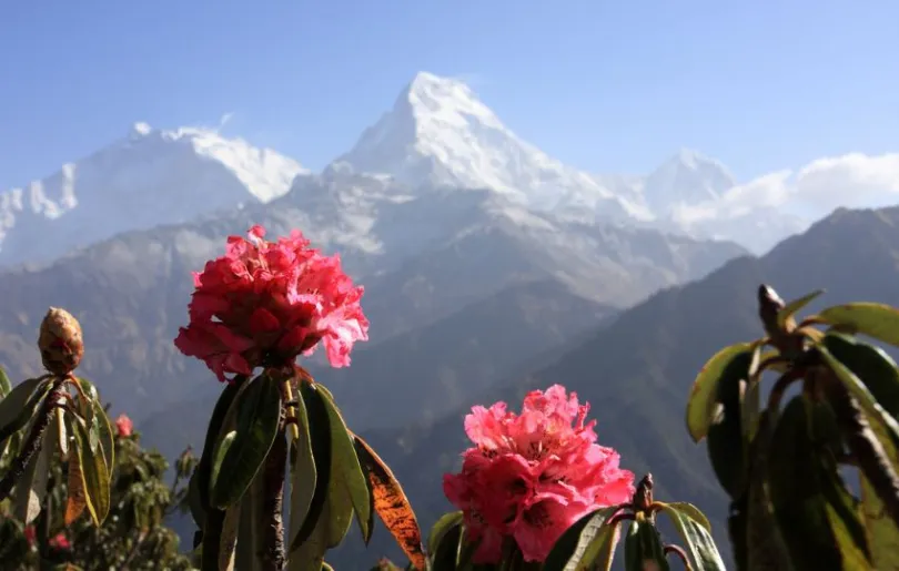Entdecke die Rhododendren auf deiner aktiven Nepal Reise