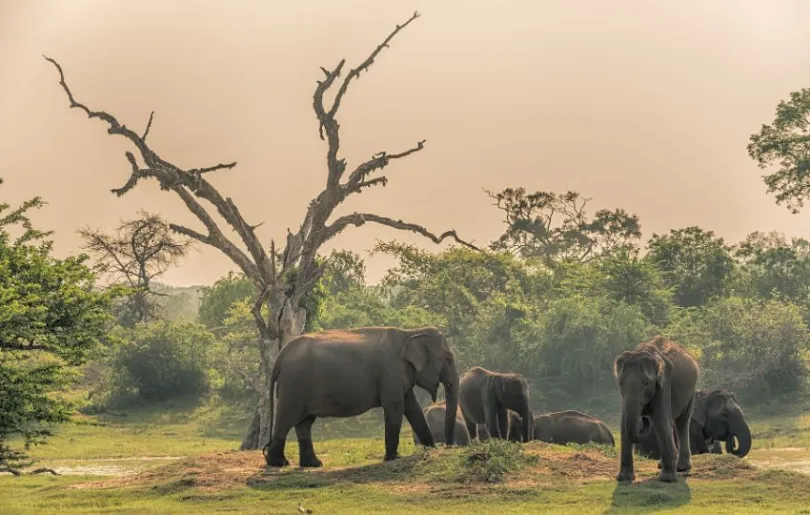 Entdecke Elefanten auf deiner Sri Lanka Ayurveda Reise