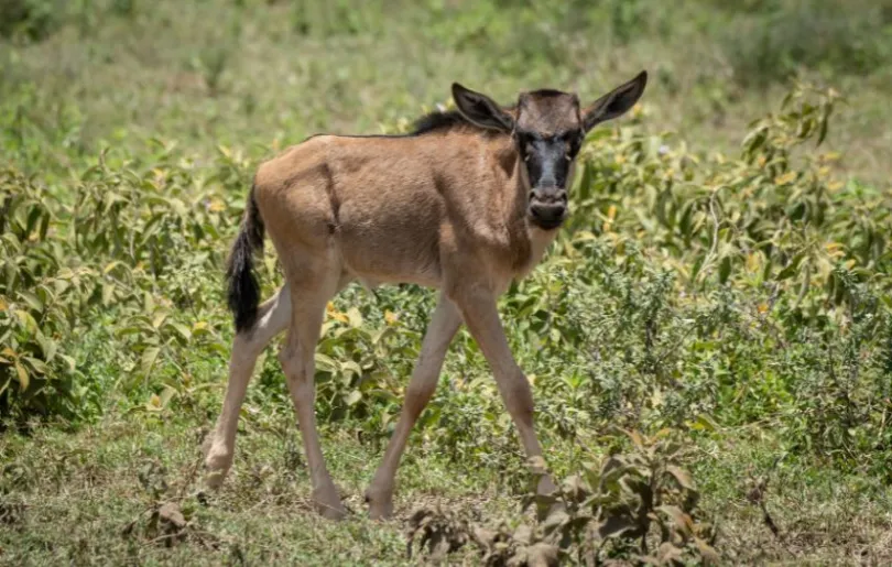 Entdecke den Arusha NP auf deinen Tansania Flitterwochen